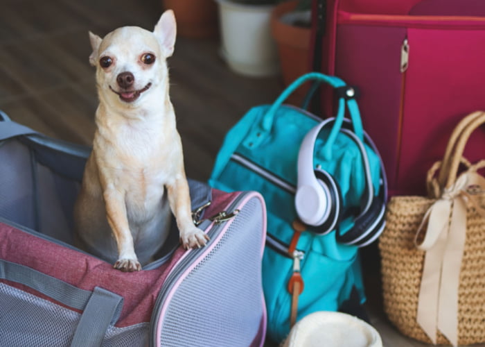pet-travel-accessories